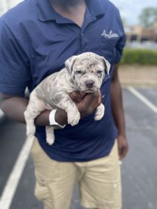 Abkc Bully puppies