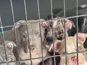 American Bully Puppies For Sale ABKC 2500OBO