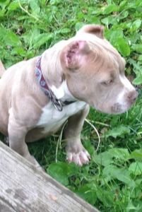 Razors Edge/Gotti Line at it's Finest!!!