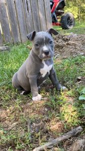 American Bully Babies