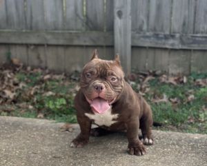 American Bully Puppies for sale in Tuscaloosa, AL, USA. price: $2,000