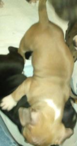 American bully female 10 weeks old