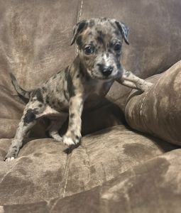 Rare Merle & Solid American Bully Puppies ???? – Forney, TX