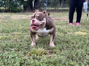 Family American bully