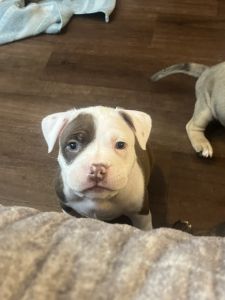 American bully Puppys