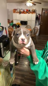 American bullies pups