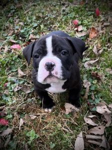 Onyx (Champion Bloodline)