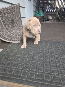American XL Bully Pups