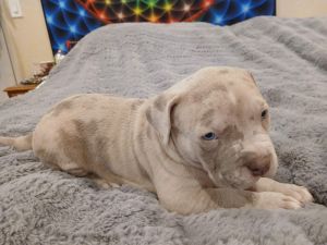 XL American Bully Tri Meryl