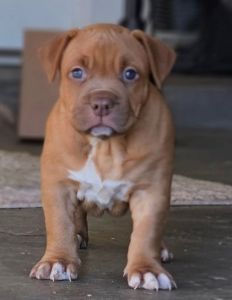 XL American Bully Puppy