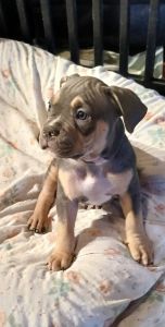 Tri American Bully Males