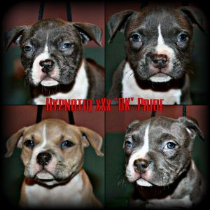 ***american Bully Pups!***