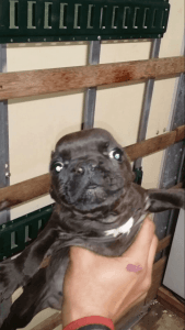 American bully/ frenchie