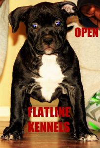 Flatlines/singletons Bardock X Flatlines Tri-mi