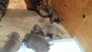 American Bully puppies for sale