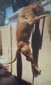 Ukc pitbull/bully purple ribbon stud