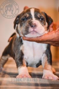 American Bully Puppies
