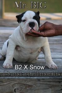 exotic bully pups