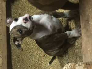 XL American Bully Puppies