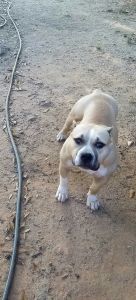 Amazing American bullys uo for grabs. UKC papers feel free to text for