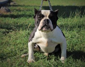 OogWay open for stud