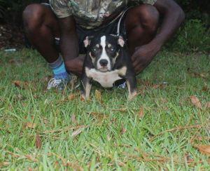 Tri Dax clone available!