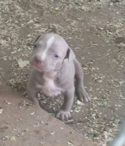 American bully