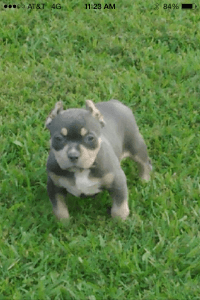 American Bully
