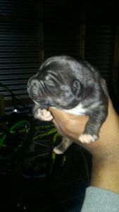 American bully pups