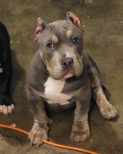 American Bully Pup