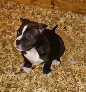 bullie female
