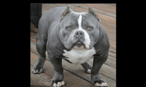 world famous rare daxline bully puppy and adult