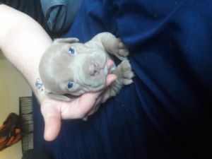 American bully puppy for sale