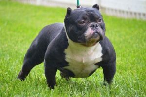 American Bully m pup
