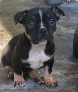 American Bully Pups