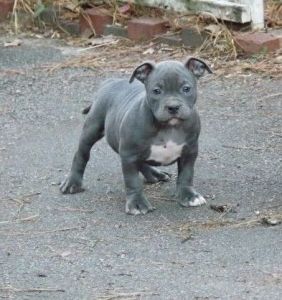 Beautiful American Bully Exotic Pups