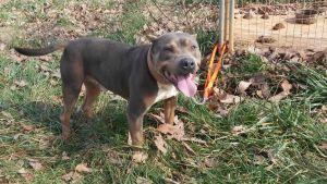 American bully puppies