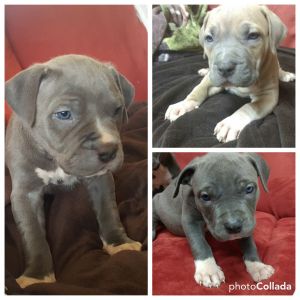 Xl American pitbulls/ Bullys 4 sale