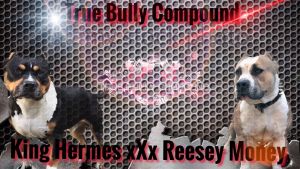 \ PR\ UKC BULLY PUPU DUE 03/10/2016