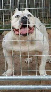 Mikeland Extreme Female Forsale