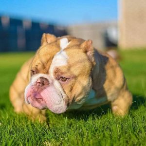 American bully males