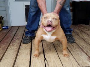 Female UKC American Bully