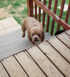 UKC Male American Bully