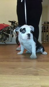 American bully female pup