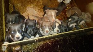 UKC Blue American Bully pups