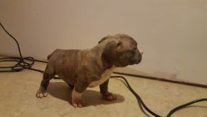 American bully pup for sale