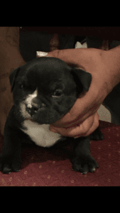 Exotic bullies forsale. bolow blood at its best