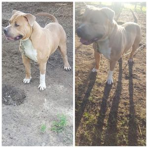 ADBA PUPPIES FOR SALE