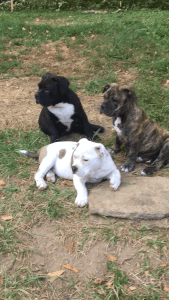 Adorable AKC American Bully pups.