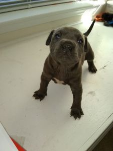 ABKC UKC USBR AMERICAN BULLY